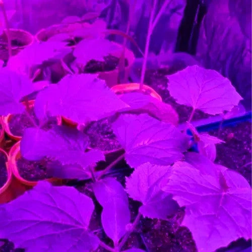 Pflanzenlampe LED 🌱 Grow Lampe 225 LEDs Rot Blau Hängelampe Zimmerpflanzen