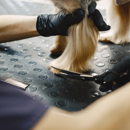 Hundeschere Set mit Rundspitze & Kamm – Edelstahl Fellpflege für Hunde & Katzen
