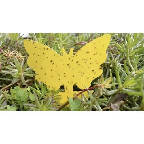 12x Gelbsticker gegen Trauermücken Schmetterling Klebefalle für Zimmerpflanzen