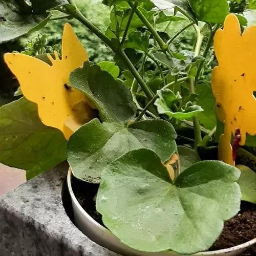 12x Gelbsticker gegen Trauermücken Schmetterling Klebefalle für Zimmerpflanzen
