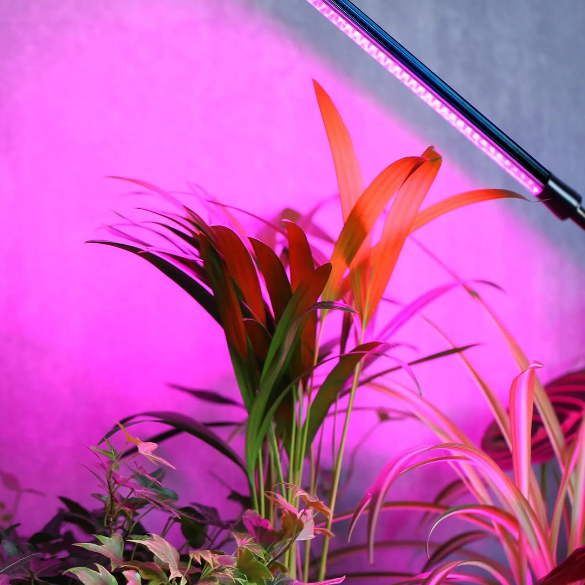 Retoo Pflanzenlampe LED 30 W mit 60 LEDs – Wachstumslampe mit 3 Armen, 3/9/12H Timer, 9 Helligkeitsstufen & USB